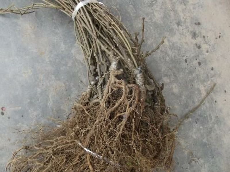 红心红阳猕猴桃苗软枣猕猴桃苗，品种纯正。