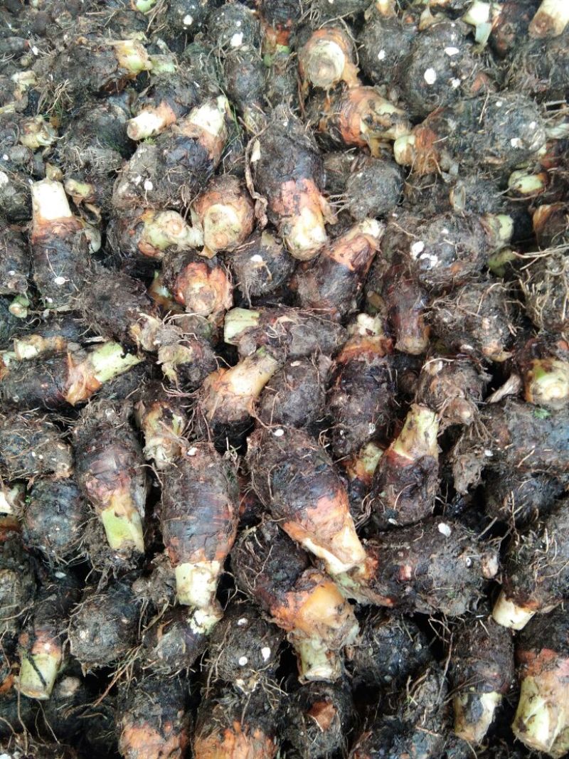 芋头粉芋