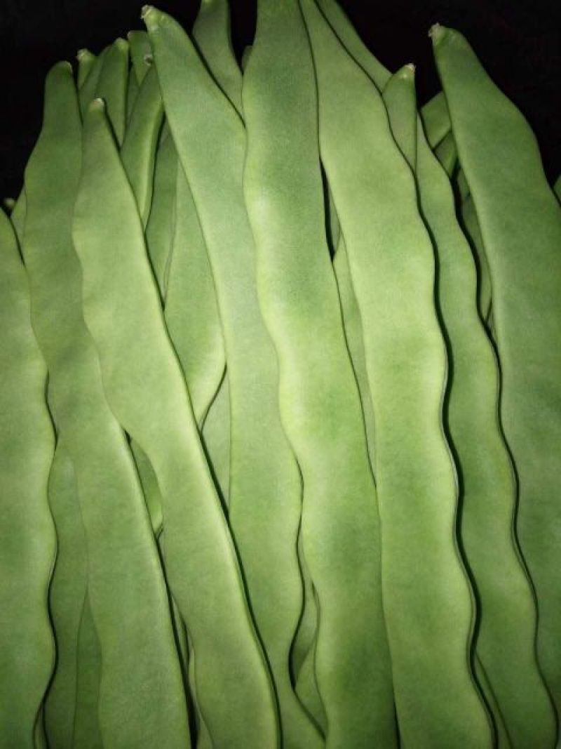 芸豆上市了，济南商河扁青芸豆大量现货供应