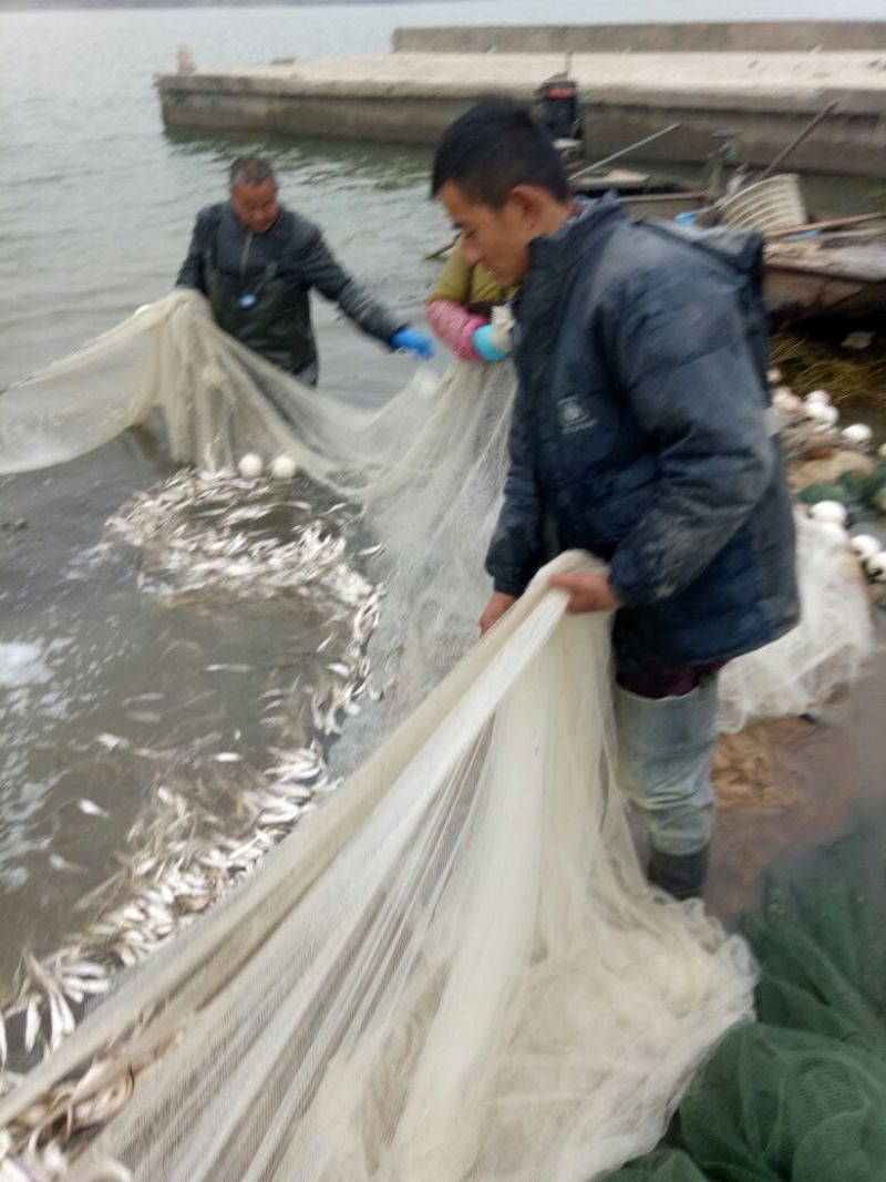 毛刀鱼食用冰鲜鱼