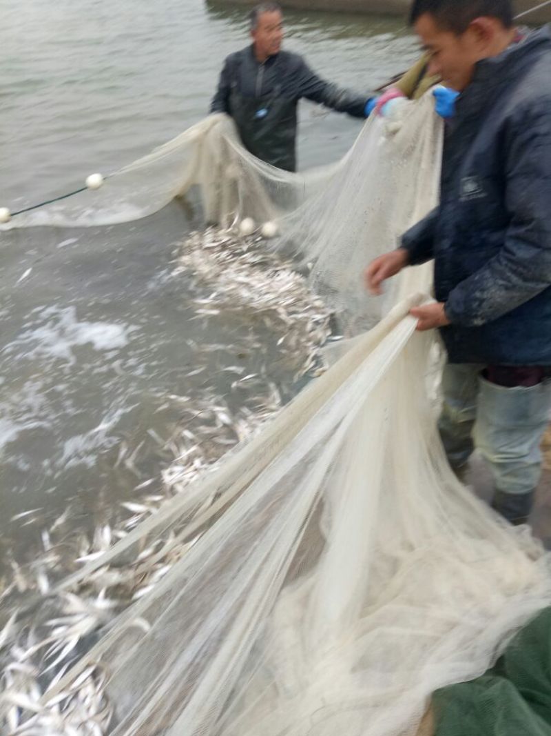 毛刀鱼食用冰鲜鱼
