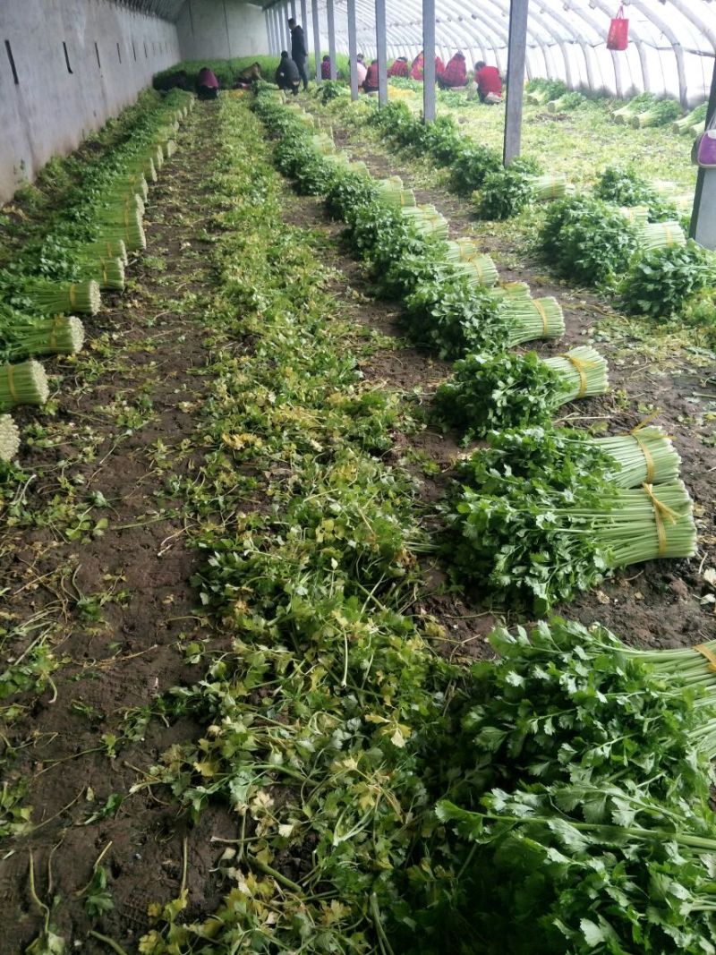 皇妃芹菜60cm以上