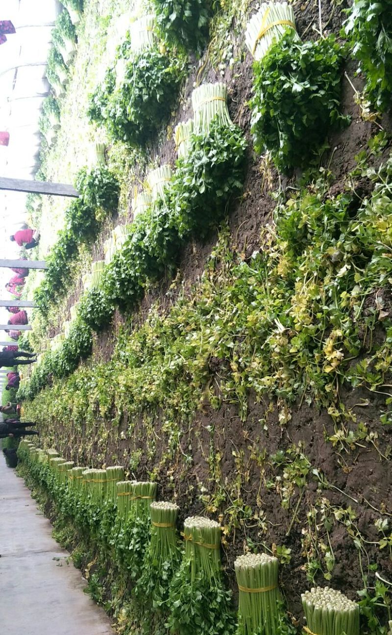 皇妃芹菜60cm以上