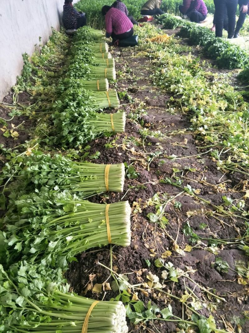 皇妃芹菜60cm以上