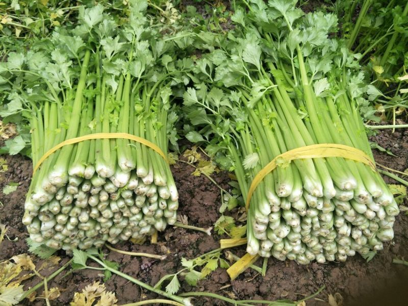皇妃芹菜60cm以上