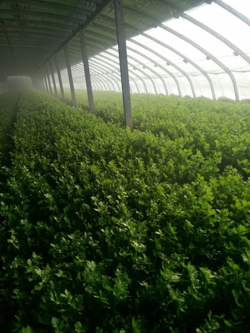 皇妃芹菜60cm以上