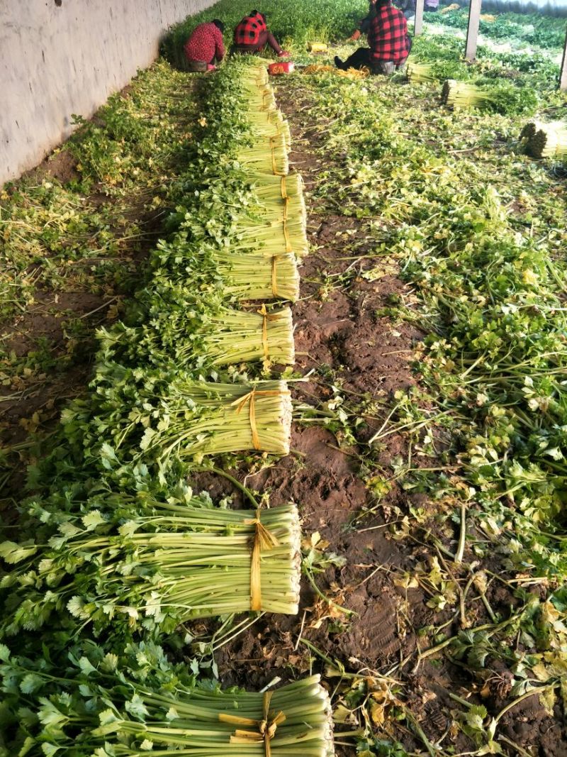 皇妃芹菜60cm以上