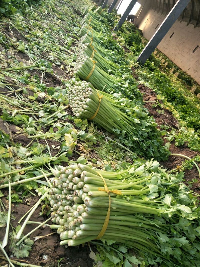 皇妃芹菜60cm以上