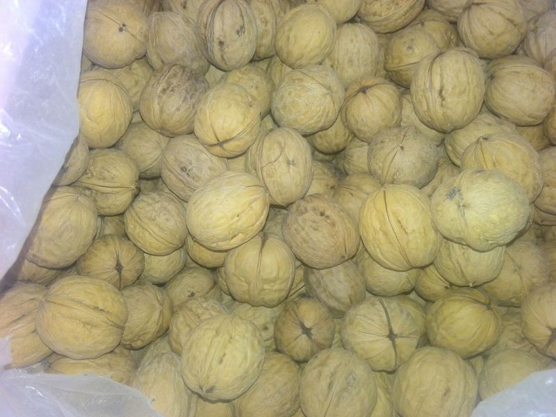 薄皮核桃25~30mm去皮干