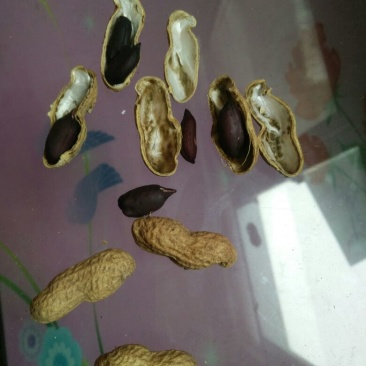 黑花生干货带壳