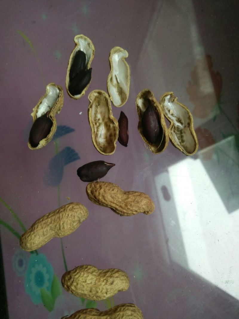 黑花生干货带壳