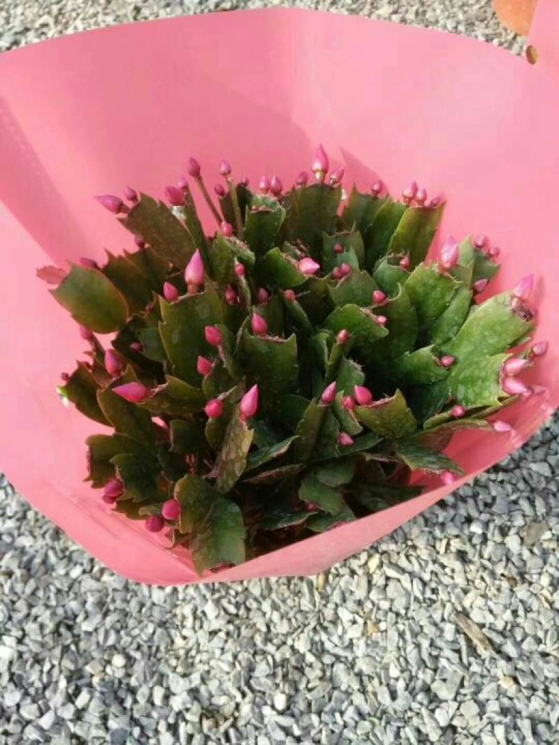 蟹爪兰