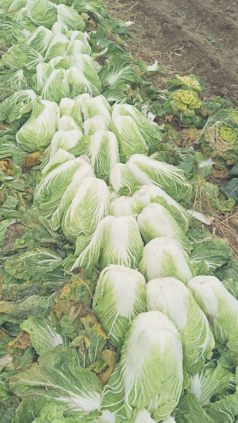 大白菜毛菜，半毛菜，青杂三号7斤以上净菜产地直销