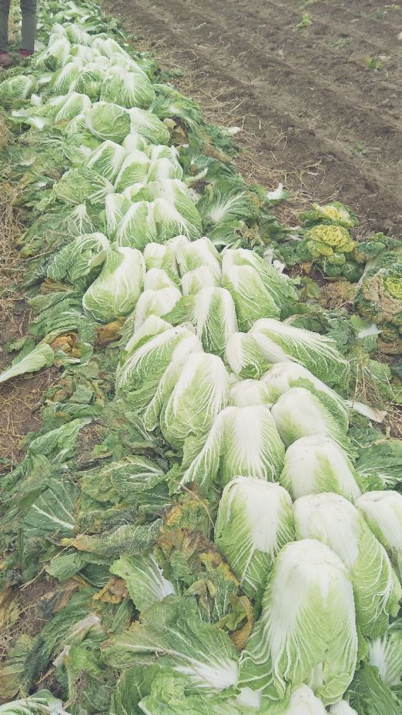 大白菜毛菜，半毛菜，青杂三号7斤以上净菜产地直销