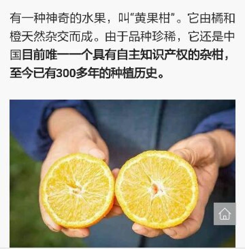 汉源石棉黄果柑批发商直供专业代办团队一条龙服务