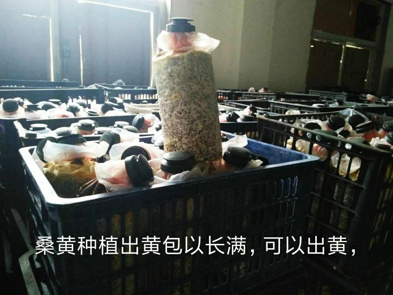 桑黄菌包批发，46元一个。现在订单42包邮