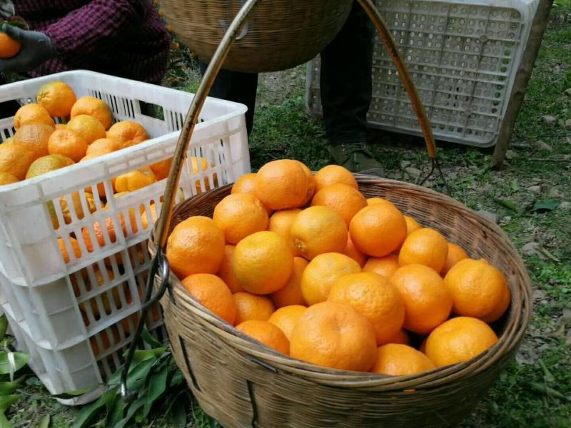 永春芦柑果园看货采摘，质量有保证欢迎咨询订购