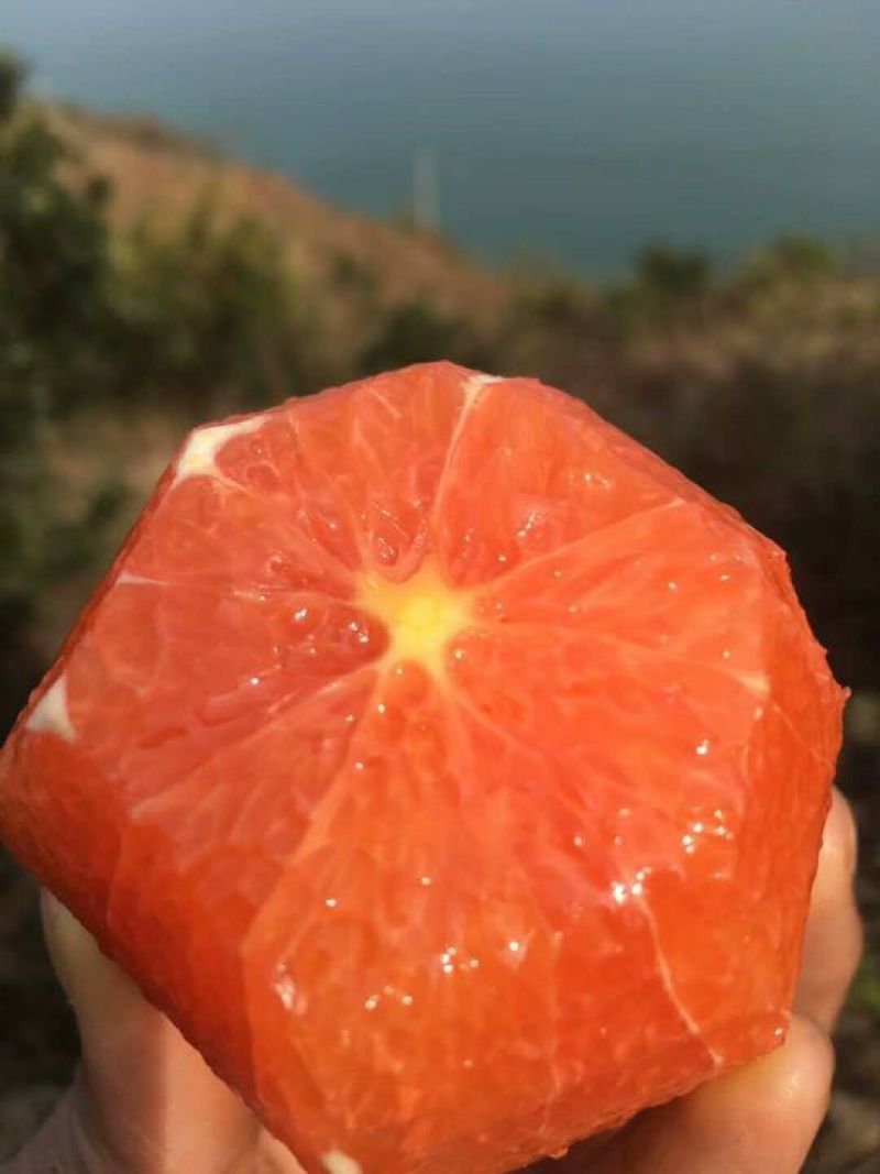 中华红脐橙香甜可口又大又甜欢迎咨询订购