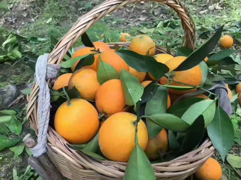 中华红脐橙香甜可口又大又甜欢迎咨询订购