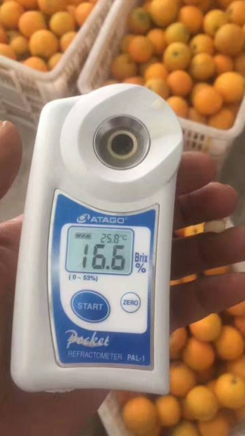 中华红脐橙香甜可口又大又甜欢迎咨询订购