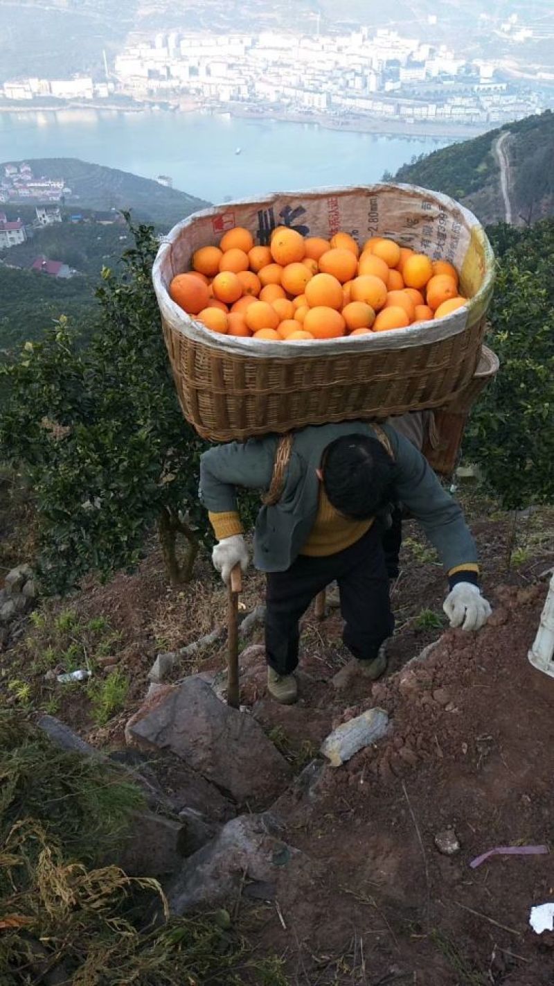 兴山脐橙果园看货采摘保质保量欢迎咨询订购