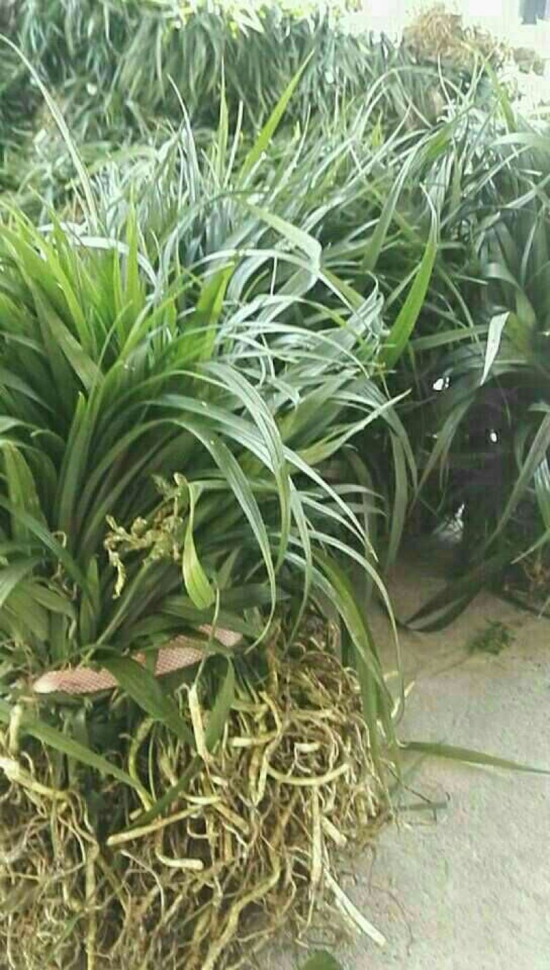 吉祥草。成活率高。一手货源。产地直供。视频看货。