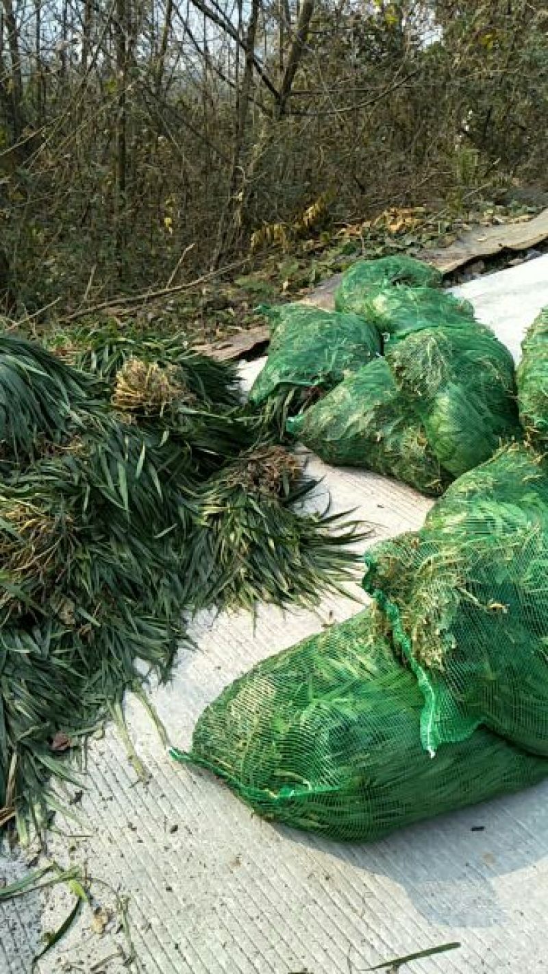 吉祥草。成活率高。一手货源。产地直供。视频看货。