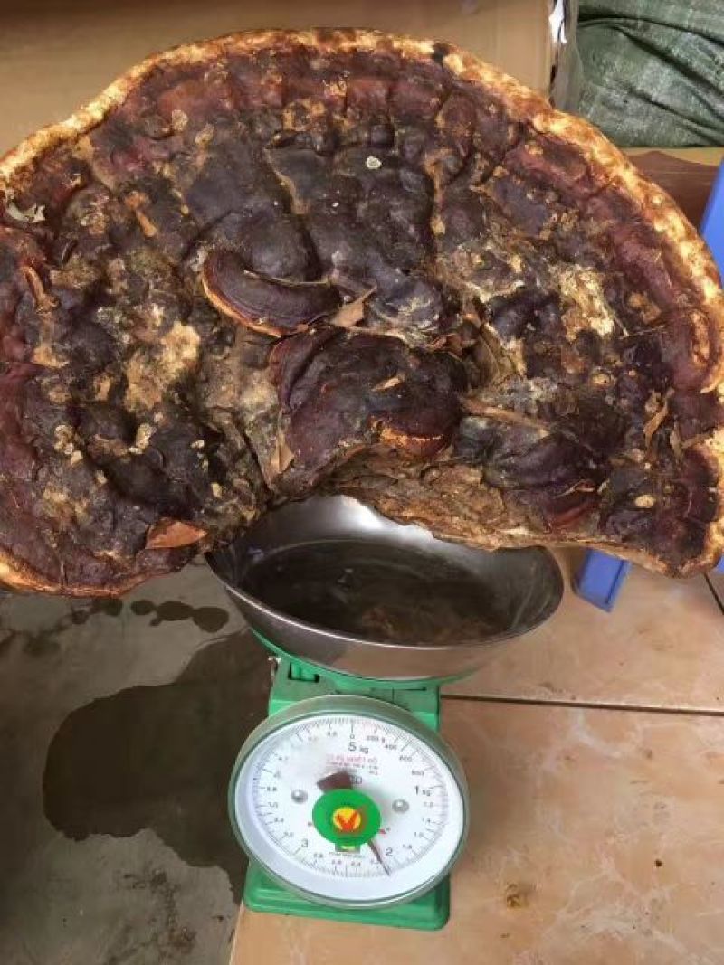 灵芝50~55公分