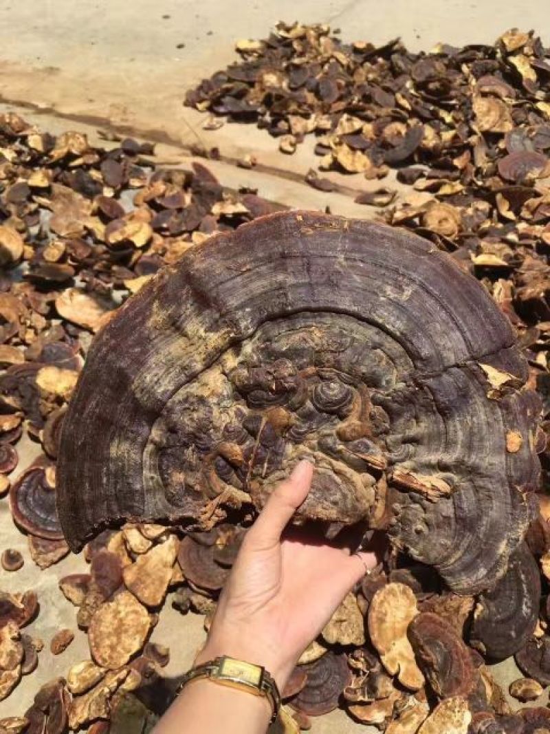 灵芝50~55公分
