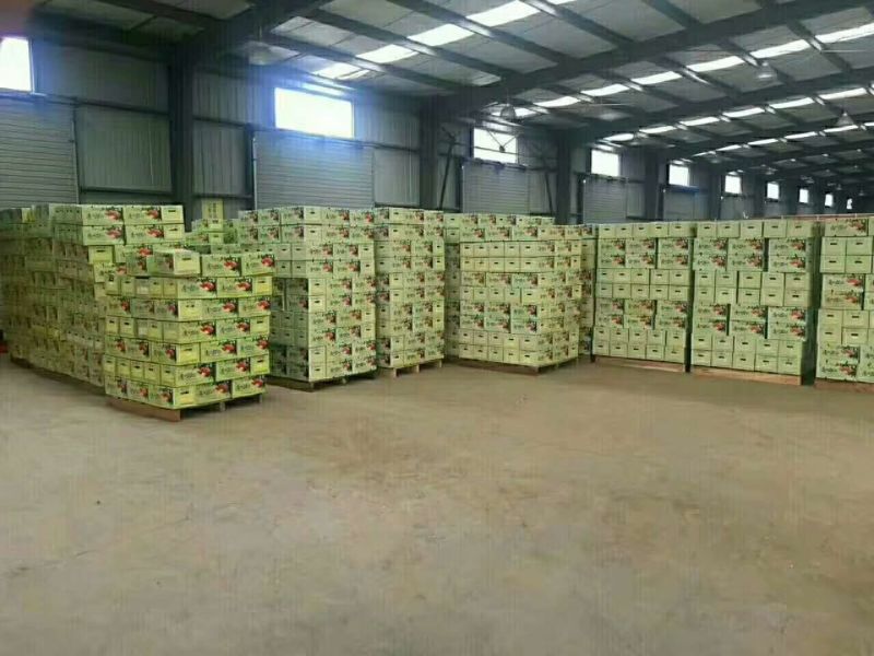 椪柑产地批发，诚信代办质量保证欢迎咨询订购