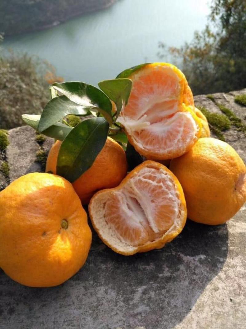 《云南高原蜜橘》产地看货保质保量，互利互赢