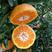 《云南高原蜜橘》产地看货保质保量，互利互赢