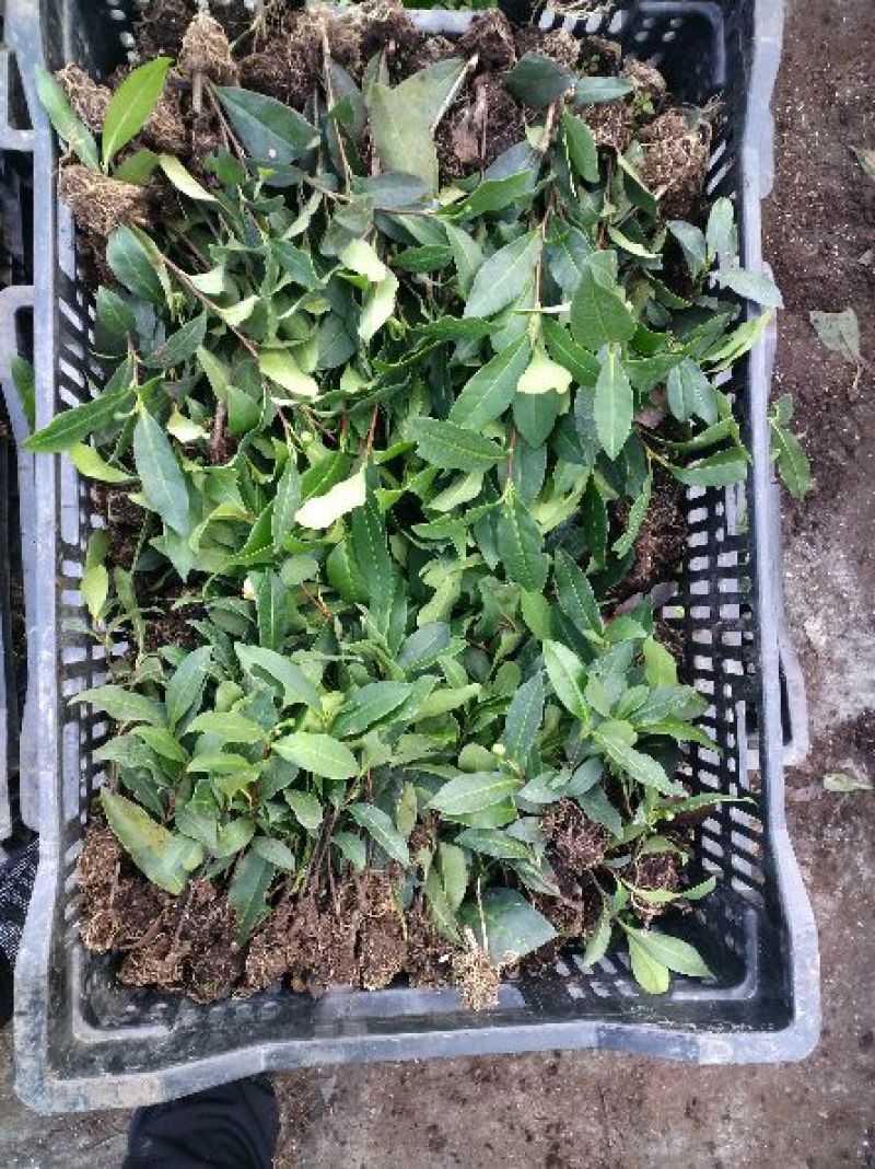 茶叶树苗基质穴盘苗