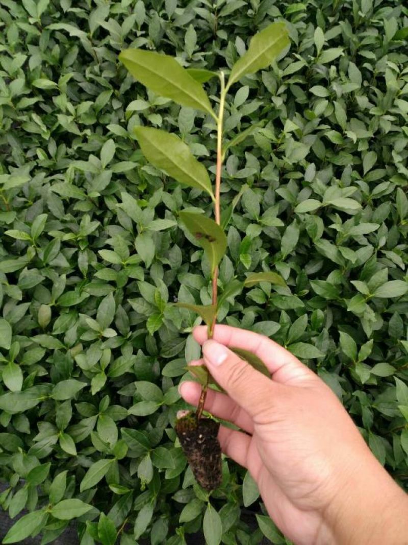 茶叶树苗基质穴盘苗