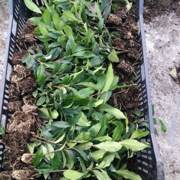 茶叶树苗基质穴盘苗