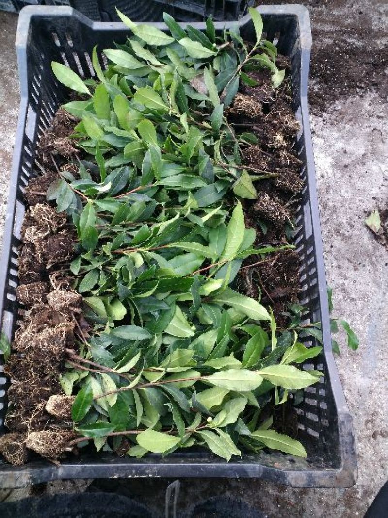 茶叶树苗基质穴盘苗