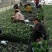 茶叶树苗基质穴盘苗
