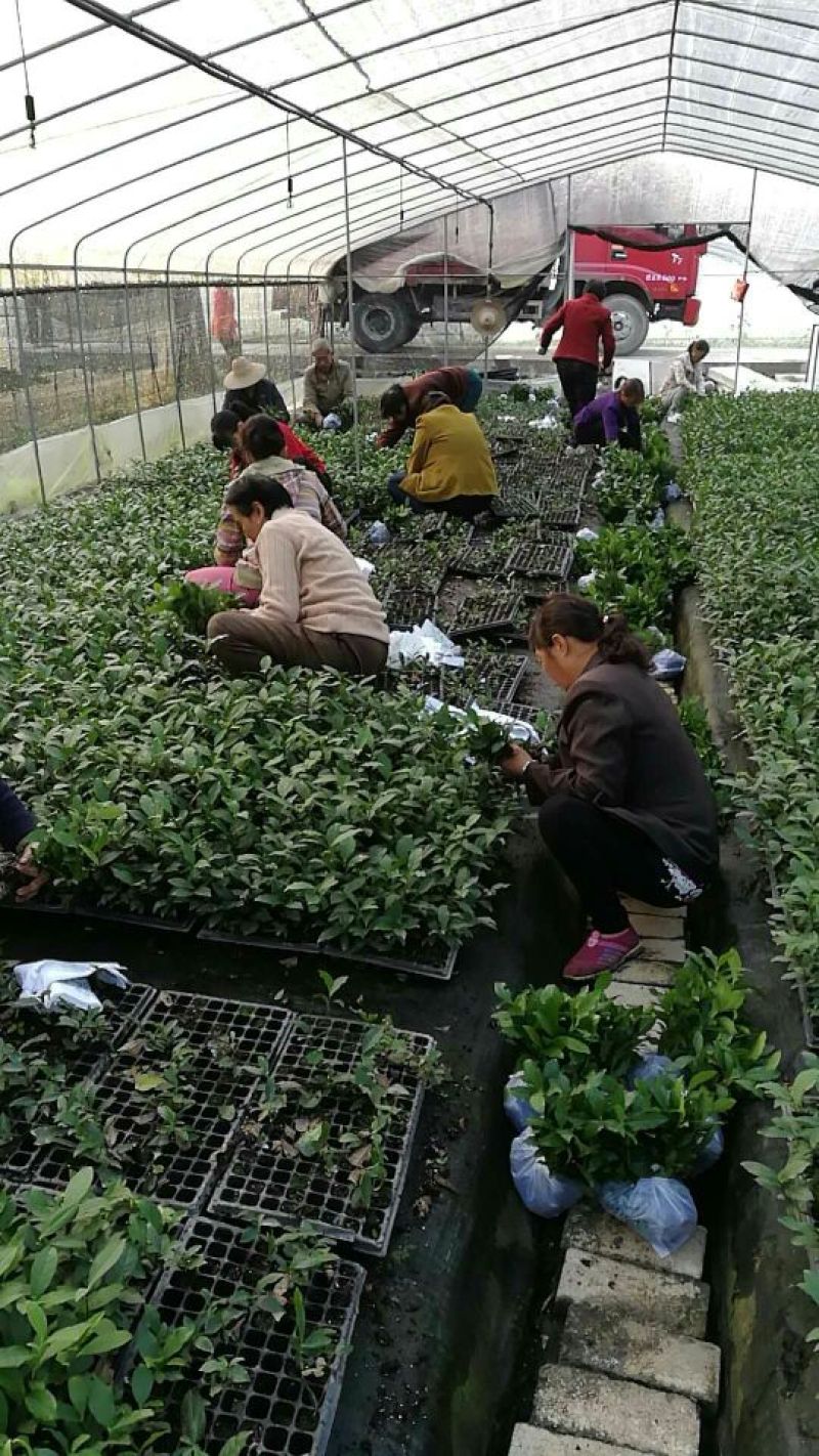 茶叶树苗基质穴盘苗