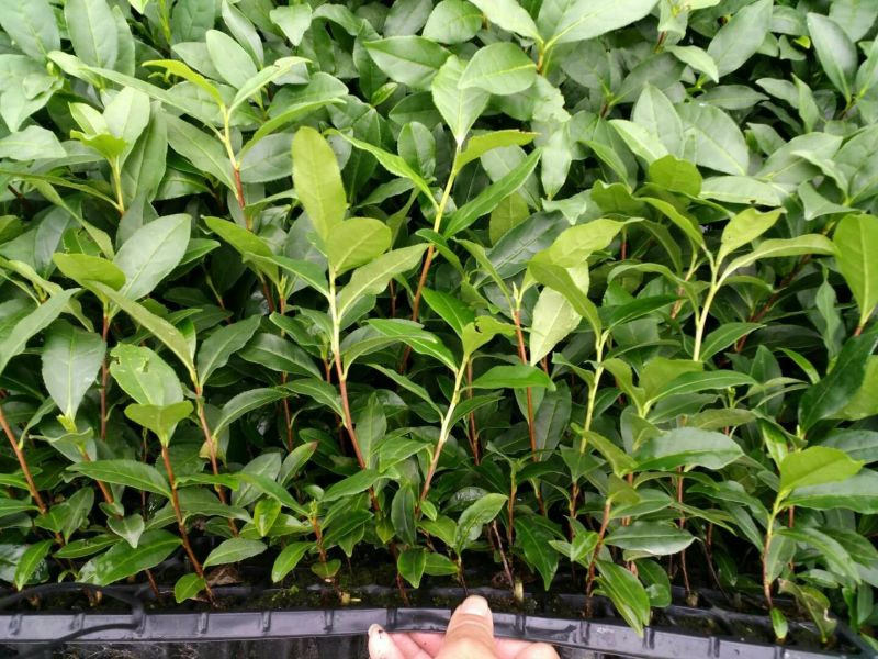 茶叶树苗基质穴盘苗