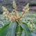 芒果苗1m以下