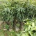 芒果苗1m以下