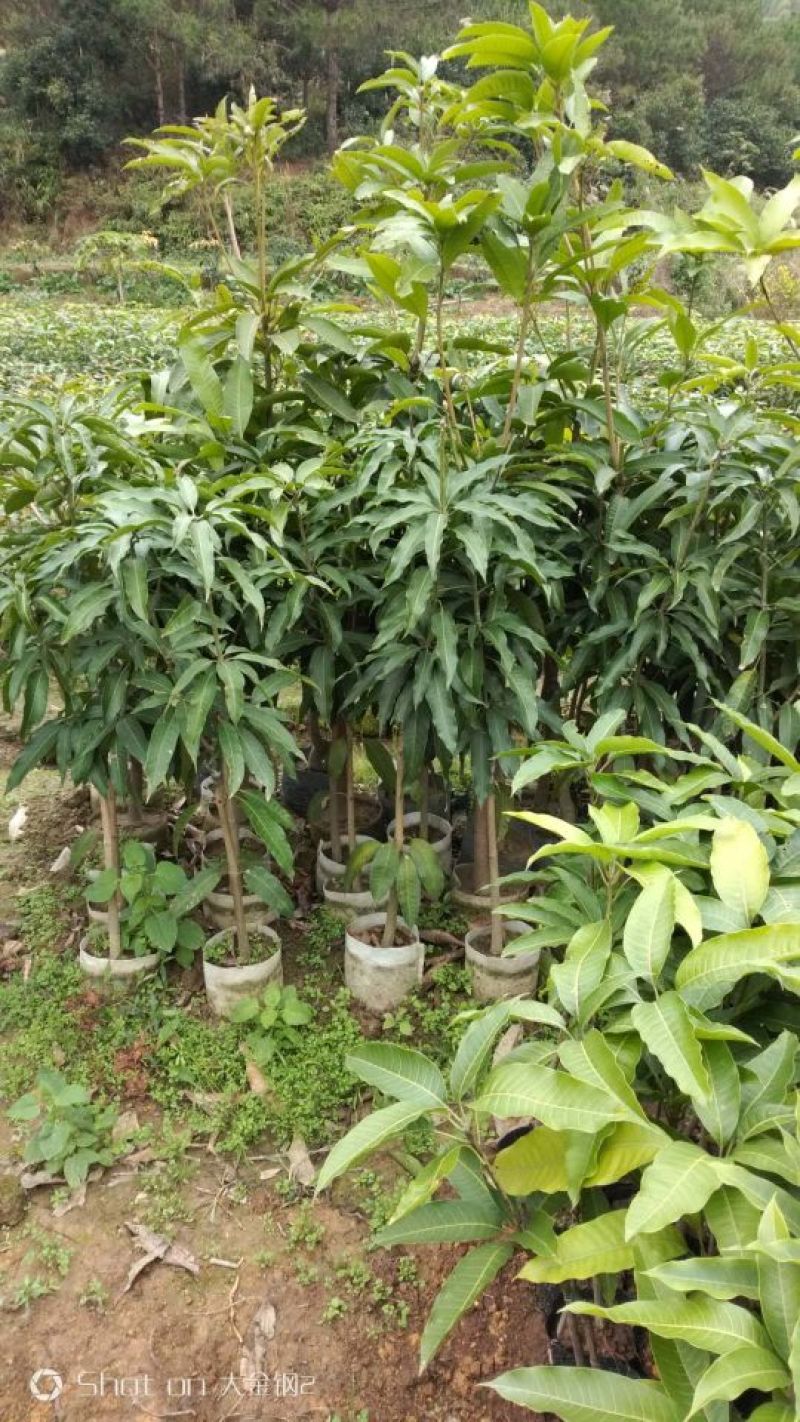 芒果苗1m以下