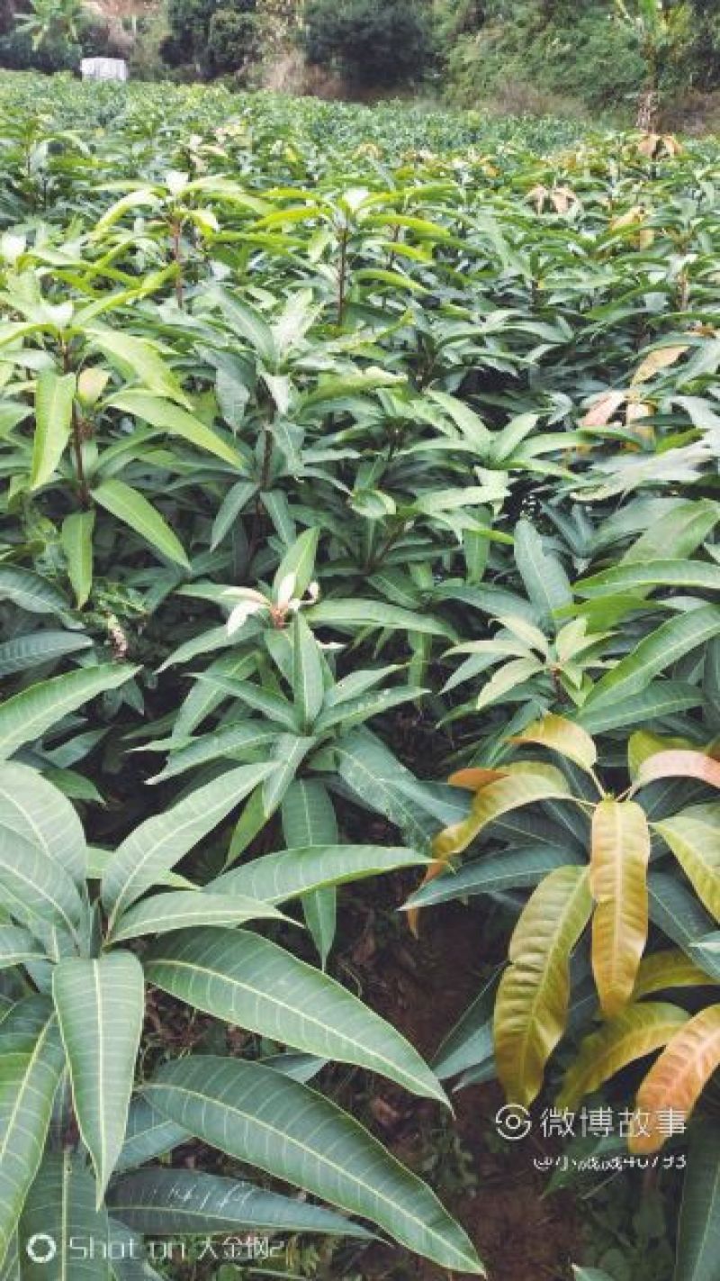 芒果苗1m以下