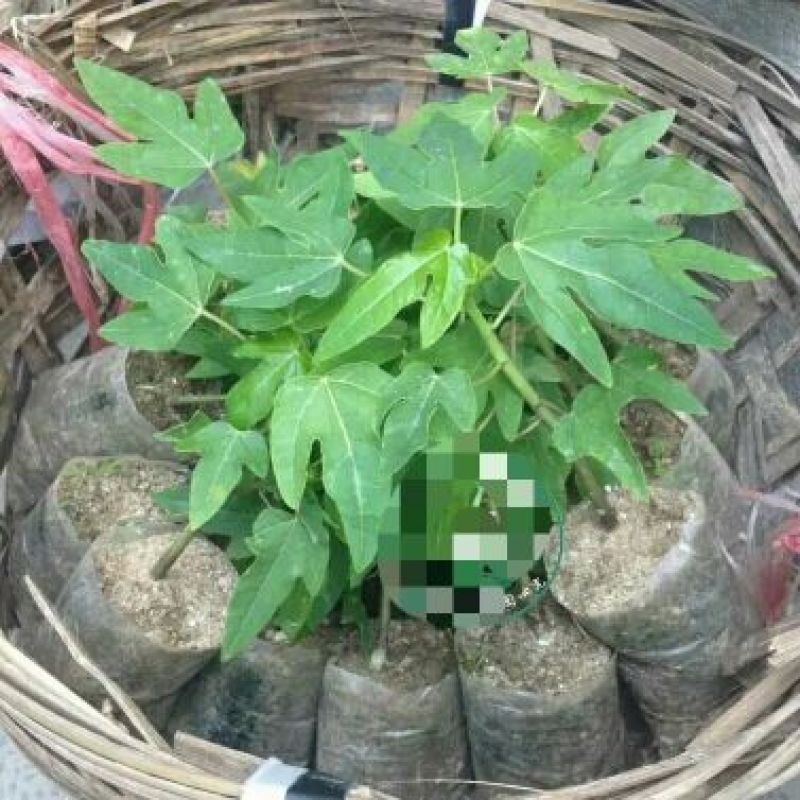 木瓜树10~20cm