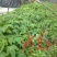 木瓜树10~20cm