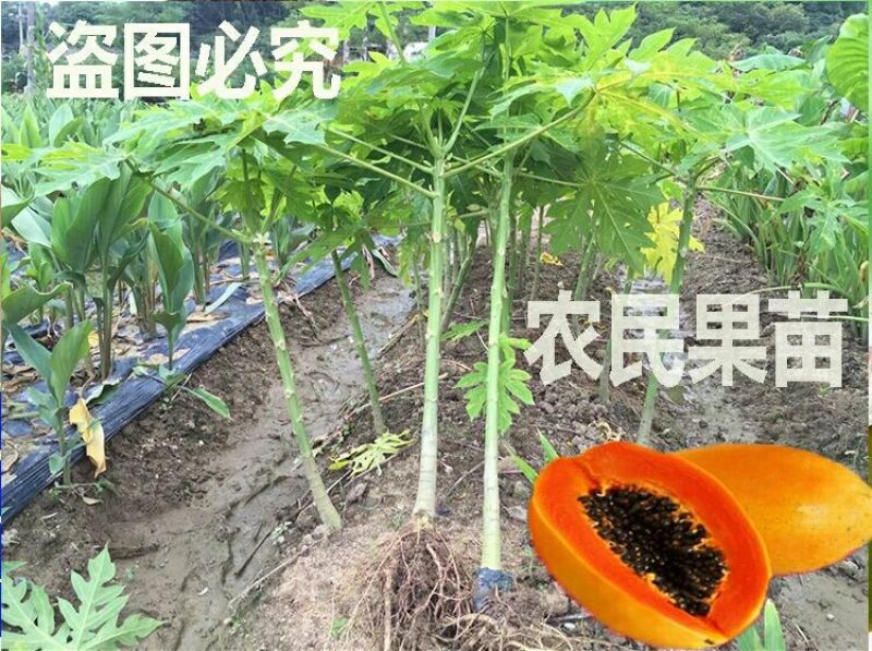 木瓜树10~20cm