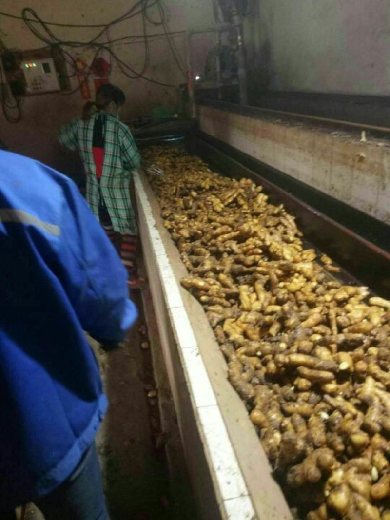 小黄姜，常年供应，货源充足，质量保证，随到随装
