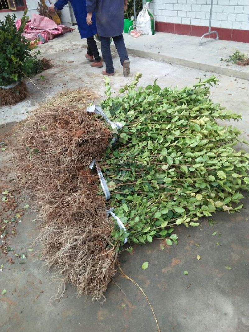 油茶苗50~70cm，规格齐全，品质保证，欢迎来电咨询