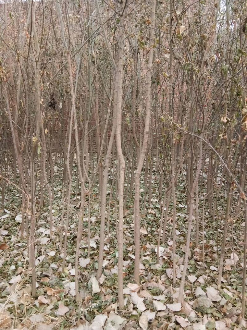丝绵木231~260cm