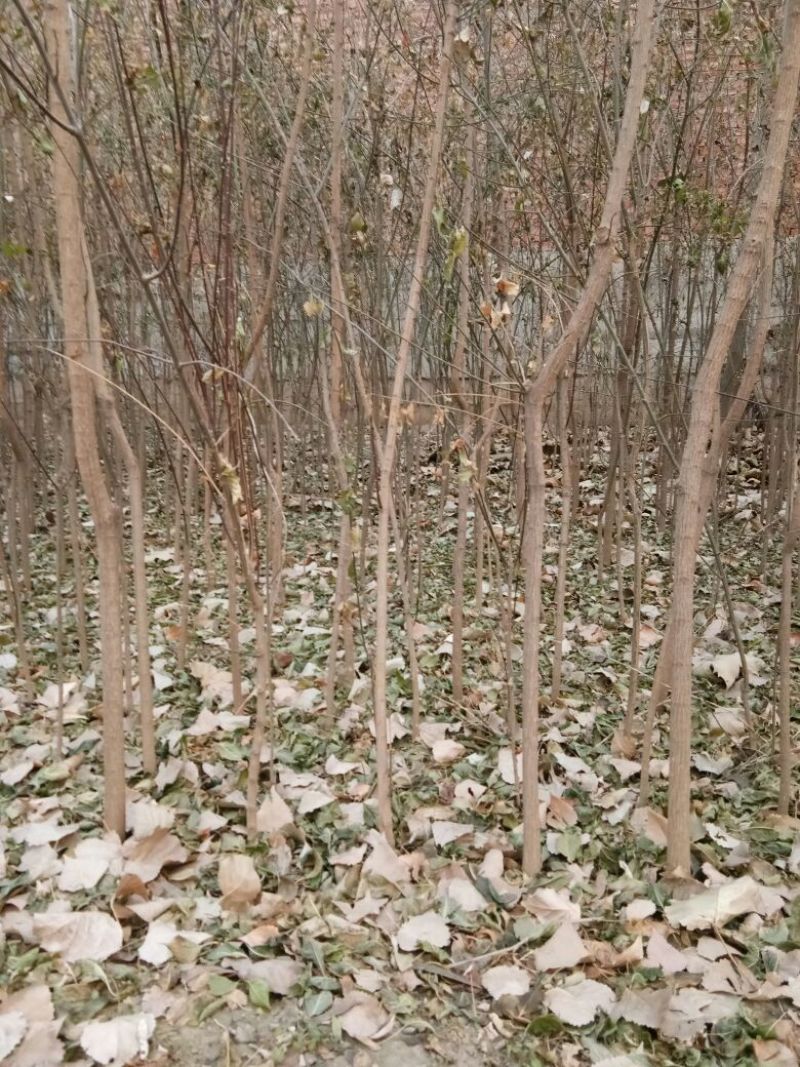 丝绵木231~260cm